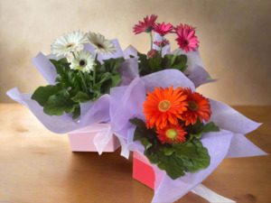 Plants: Gerbera Plant