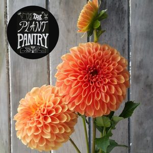 Dahlia ‘Jowey Linda’