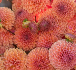 Products: Dahlia ‘Snoho Jojo’