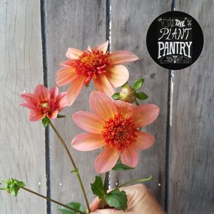 Dahlia ‘Totally Tangerine’