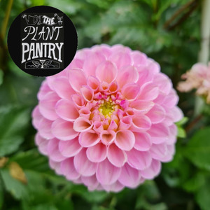 Dahlia ‘Wizard of Oz’