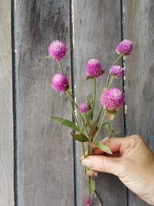 Products: Gomphrena Pale lilac