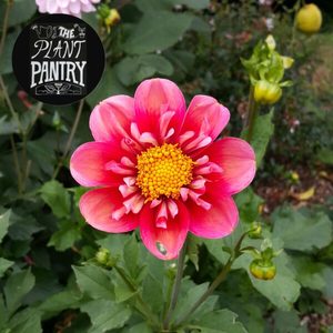 Dahlias: Dahlia ‘Haven’s Ebby’