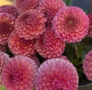 Dahlias: Dahlia ‘Kokopuff’