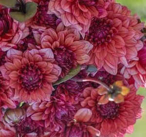 Dahlias: Dahlia ‘Molly Raven’