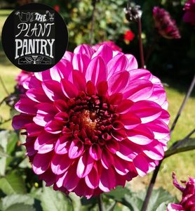 Dahlias: Dahlia ‘Profundo’