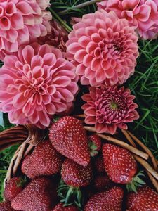 Dahlias: Dahlia ‘QT Strawberry Rosé’