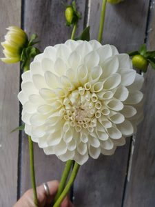 Dahlias: Dahlia ‘Ryecroft Jan’