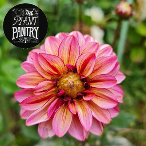 Dahlias: Dahlia ‘Seniors Hope’