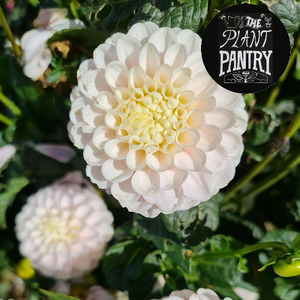 Dahlias: Dahlia ‘White Wizard’