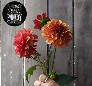Dahlias: Dahlia ‘Creme de cognac’