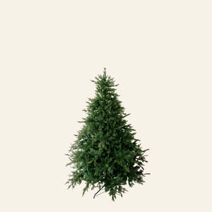 Christmas Trees 2025: Nordic Fir 7.5ft