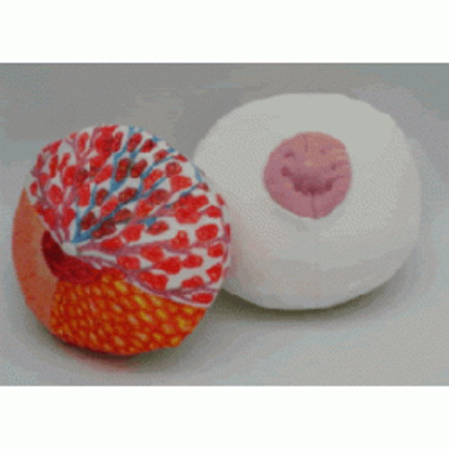 Birth Education & Training Aids: Breast model