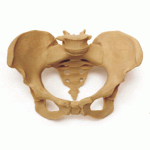 Birth Education & Training Aids: Pelvis