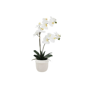 Planters: White Phalaenopsis Orchid in Ceramic Pot – 58cm