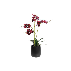 Planters: Deep Burgundy Phalaenopsis Orchid in Black Ceramic Pot – 48cm