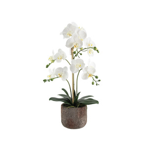 Planters: Phalaenopsis Orchid Arrangement with Rustic Pot - White 61cm