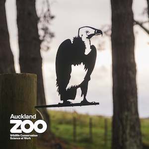 White-Headed Vulture