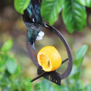 Feeders: Hanging Bird Feeder