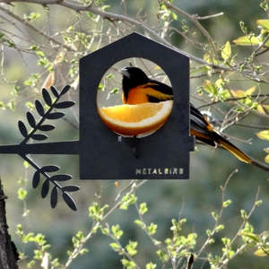 Feeders: Bird Feeder