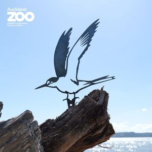 Conservation Birds: Tara Iti / New Zealand Fairy Tern