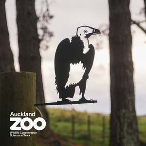 Conservation Birds: White-Headed Vulture