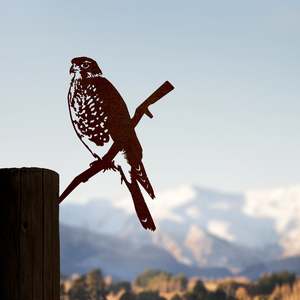 Conservation Birds: Kārearea / New Zealand Falcon