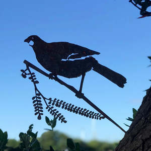 Conservation Birds: Kōkako