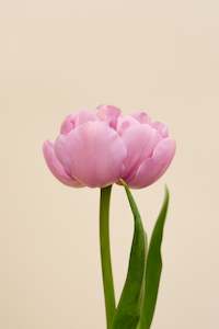 Fresh Florals: Fresh Tulips / Katinka NEW