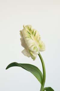 Fresh Florals: Fresh Tulips / Pearl  NEW