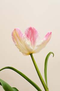 Fresh Florals: Fresh Tulips / Pixie