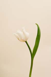 Fresh Florals: Fresh Tulips / Liberstar