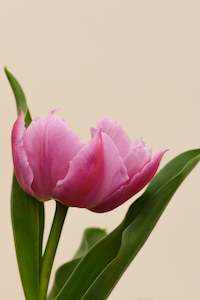 Fresh Florals: Fresh Tulips / Fairy Dust