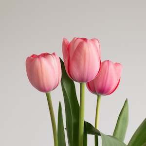 Pre Chilled Tulip Bulbs: Sissi Tulip – Pre-Chilled Bulbs