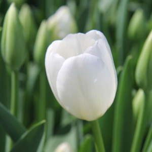 Antarctica Tulip – Pre-Chilled Bulbs
