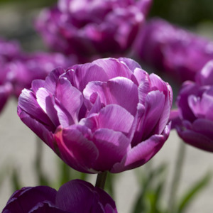 Saigon Double Tulip – Pre-Chilled Bulbs
