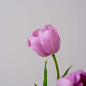 Pre Chilled Tulip Bulbs: Katinka Tulip – Pre-Chilled Bulbs