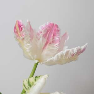Pre Chilled Tulip Bulbs: Cabana Tulip – Pre-Chilled Bulbs