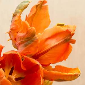 Irene Tulip – Pre-Chilled Bulbs