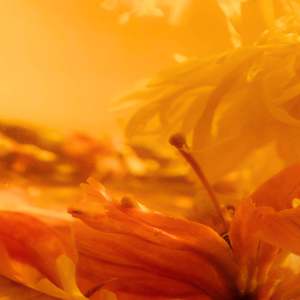 Teas: Inner Bloom Tea