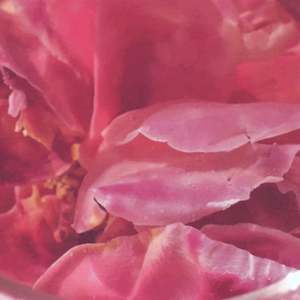 Teas: Evening Glow Tea