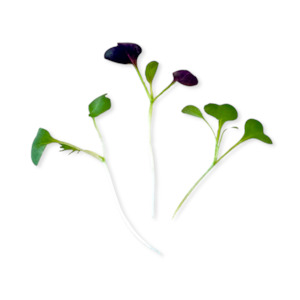 Seedmat: SPICY BLEND