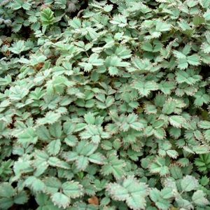 Products: Acaena Caesiglauca