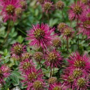 Products: Acaena novae-zelandiae