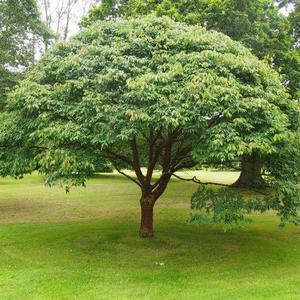 Products: Acer Griseum