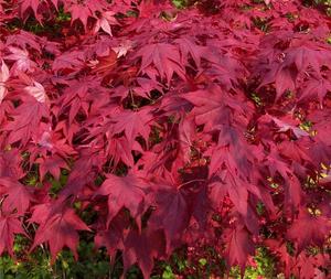 Products: Acer Palmatum Okagami