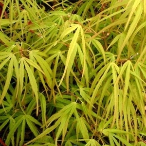 Products: Acer Palmatum Scolopendrifolium