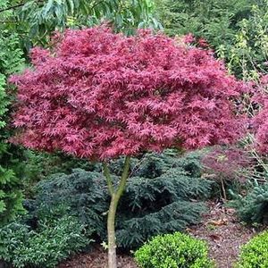 Products: Acer Palmatum Shaina