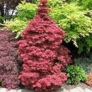 Products: Acer Palmatum Skeeter’s Broom