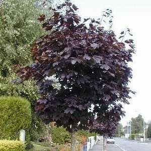 Products: Acer Platanoides Nigrum